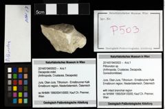 Foto (Objekt + Etiketten) von Pithonoton sp. 